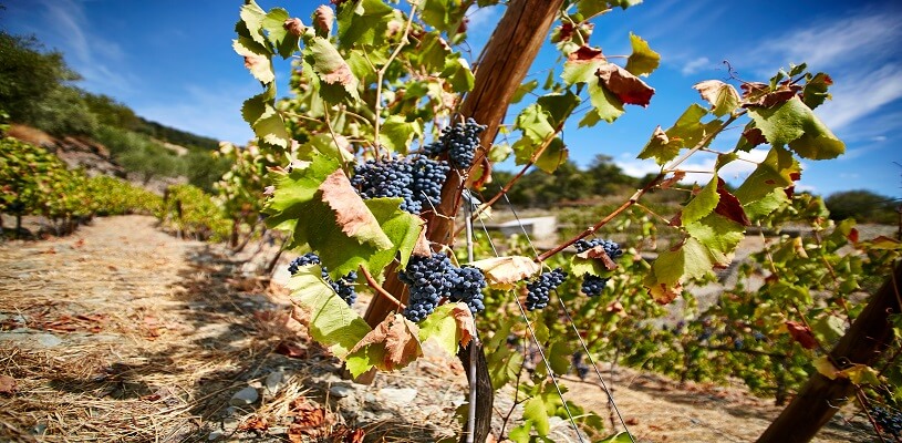 wine and coffee with view to Funchal, Madeira, Portugal