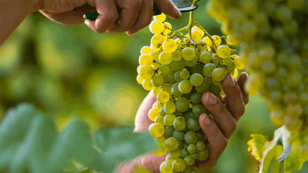 Eco Friendly Wine Gifts